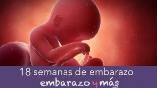 18 semanas de embarazo - Cuarto mes - EMBARAZOYMAS