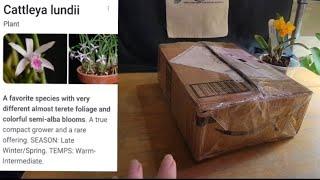 Orchid unboxing from Backyard Butterflies, Orchids and More.