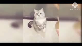 Funny Cats Play Football With Funny Cats C65