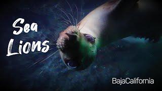 Sea Lions - Baja California