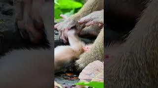 Newborn baby monkey Luno??? #shorts #monkey #youtubeshorts