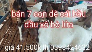 bán bầy dê cái giống đầu xô bầu bò lửa 7 con giá 41.500k lh 0398424632