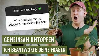 Gemeinsam umtopfen  Panaschierung erhalten, Lieblingstöpfe, wohin mit den Pflanzen aus Unboxings?