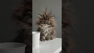 Fluff Not Functioning Yet  #Fyp #Viral #Fluffy #SleepyKitten #Catsoftiktok #MorningStruggle #TooTi