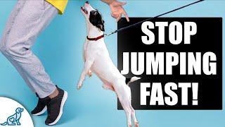 Teach Your Dog To STOP Jumping Up On People!