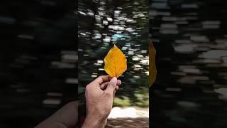 Try this Creative Photography with your phone  Easy Trick #youtubeshorts  #photography