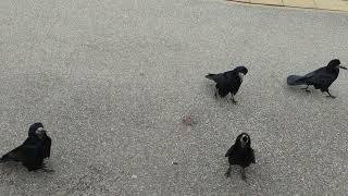 New corvid friends, Rooks at Lewes train station