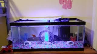 Review Of The Tetra Glofish Cycle LED Light