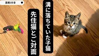 【泥まみれになっていた子猫】先住猫とご対面/里親になった初日〜3日目の記録】