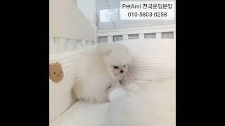 동탄강아지분양 포메라니안분양  #강아지분양  #강아지 #포메 #포메라니안 #포메라니안분양