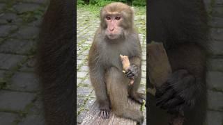 猴子吃香蕉#inspiration #adventure #animals #monkey