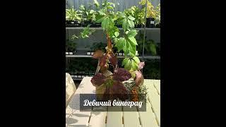 Девичий виноград - варианты оформления