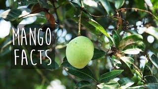 Mango Tree, Cool Facts!