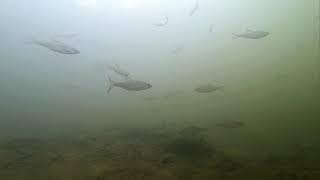 Aqua Nature, natural biotopes, underwater habitat.