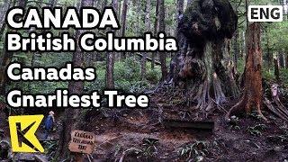 【K】Canada Travel-British Columbia[캐나다 여행-브리티시컬럼비아]캐나다 꼬인 나무/Canada Gnarliest Tree/Avatar Grove/Cedar