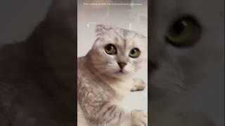 SMART CAT