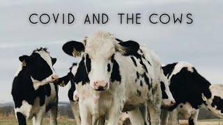 Covid & The Cows | Short Film | 4K