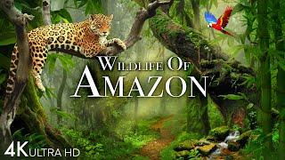 Wildlife of Amazon 4K - Animals That Call The Jungle Home | Amazon Rainforest | Relaxation Film