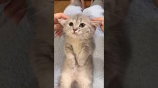 Why Are These Cats Acting So Weird 