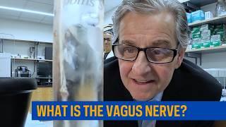 What is the vagus nerve?