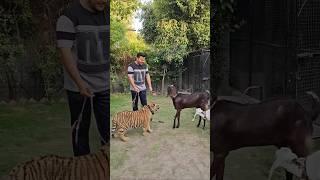 Goat Vs Tiger | Goat have no Fear from Tiger | Nouman Hassan |@dudeperfect@CoComelon@WWE