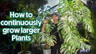 HOW TO MATURE YOUR MONSTERA DESPITE CUTTING IT - quick chop & extend tutorial