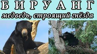 БИРУАНГ - Медведь, строящий гнёзда