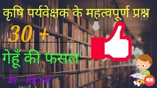 Wheat crop MCQ/ गेहूँ की फसल के महत्वपूर्ण प्रश्न/ cultivation of wheat crop modal paper