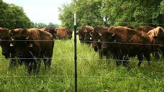 Kentucky Farm Bureau's Bluegrass & Backroads- Kentucky Bison Company / Woodland Farm