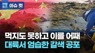 미세먼지도 모자라 모자반까지…대륙의 민폐 앞에 속수무책/연합뉴스 (Yonhapnews)