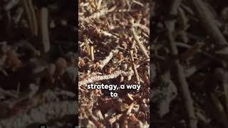 The Dark Side of Nomadic Lifestyle: Army Ants