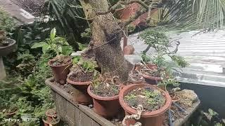Bonsai sampalok /Sweet Tamarind