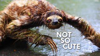 Sloths Move So Slowly That Algae Grows on their Coats | Animalogic Wild