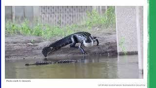 Sarasota County Starter Kit: All About Alligators in Florida