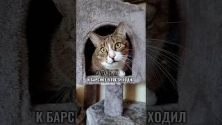 НУ И ГДЕ ТЫ БЫЛ? #котики #юмор #приколы #cat