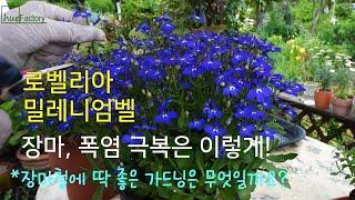 로벨리아, 밀레니엄벨 장마철, 폭염에 살아 남기는 법/장마철이 효과적인 가드닝 tips/그래도 화양연화 여름정원/장마철 손쉬운 번식법/Summer garden/