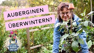 Lass deine Aubergine nicht sterben - lerne wie du sie erfolgreich überwintern kannst!