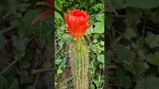 Vatteri Orange Hofer #cactus #flowers #nature #gardening #cactusjerk