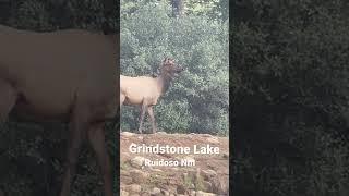 Gorgeous New Mexico Elk!! #shorts #elk #wildlife #femaleelk #fishingwcp #grindstonelake #kayak