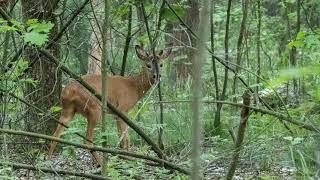 De Regio-Maasduinen door de ogen van Jos Zwart