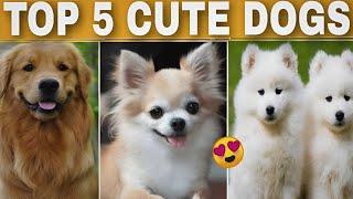 TOP 5 CUTE DOG BREED ( Hindi ) || DOGGEL