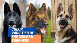 10 Different German Shepherd Coat Colors