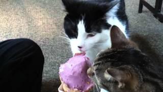 Cats eating icecream