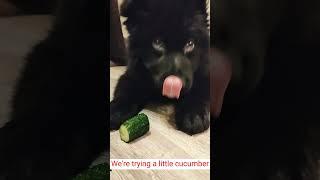 Сucumber and black Happy