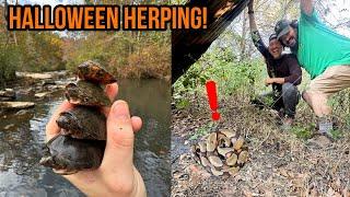 Baby Pine Snake, Tin Flipping, and Halloween Creek Walking!! Fantastic Fall Herping in Georgia