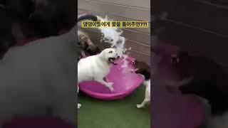 댕댕이들에게 물을 세게 틀어줬더니??! #shorts