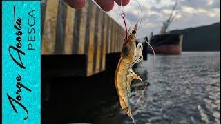 Pesca con CAMARON VIVO en MUELLE -  pesca de pargo