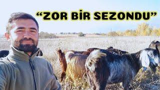 HALEP KEÇİSİ YETİŞTİRİCİLİĞİ | Sezon Sonu