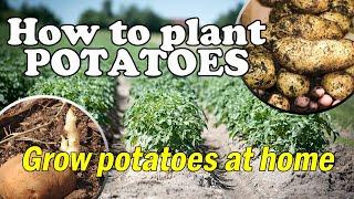 Easy way to plant & grow potatoes at home using organic manure step by step