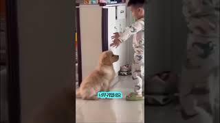 자기 키만한 개를 안아버린 아기 #shorts #dog #doglover